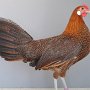 Hamburger gold-sprenkel vob Hellmann, Vanessa Preis HV 96 E
